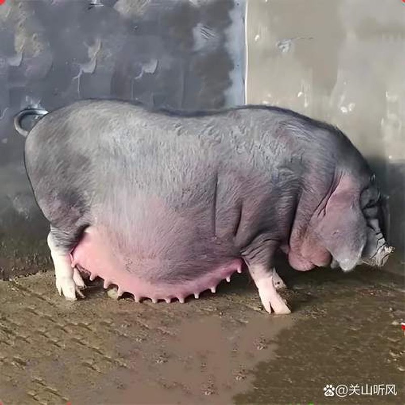 猪养殖